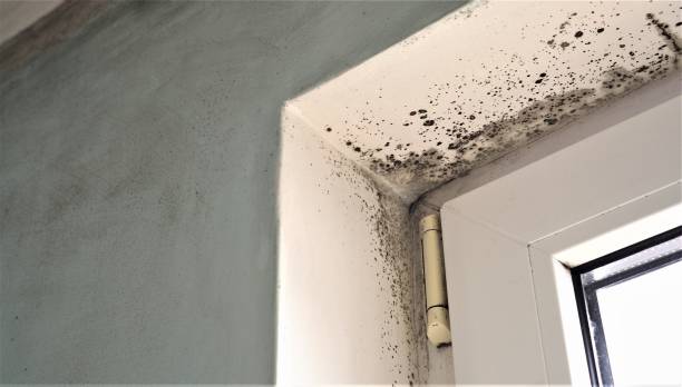 Best Commercial Mold Inspection  in Crawford, GA