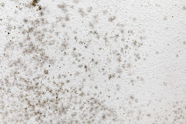 Dehumidification Services in Crawford, GA